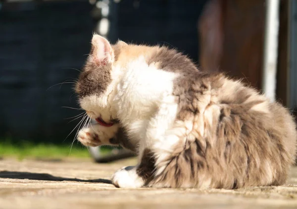 กแมวน งโพสใน Home Garden งกฤษ สหราชอาณาจ — ภาพถ่ายสต็อก