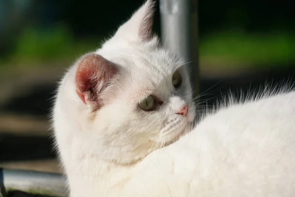 Söta Kitten Posing Home Garden Luton England — Stockfoto