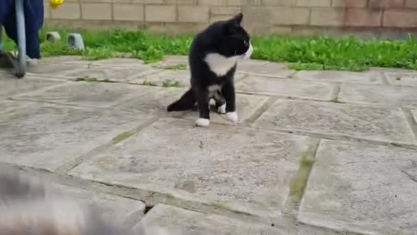 Cute Kitten Está Posando Jardín Casero Luton Inglaterra — Vídeo de stock