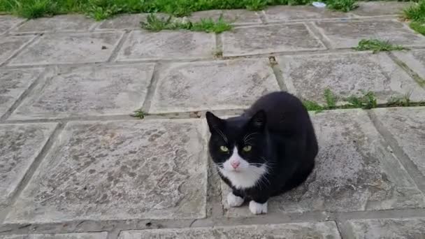 Cute Kitten Está Posando Jardín Casero Luton Inglaterra — Vídeo de stock