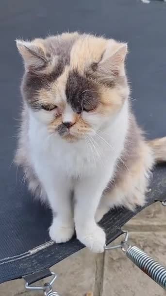 Cute Persian Kitten Posing Home Garden Luton England — Stock Video