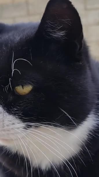 可爱的波斯猫咪正在英国卢顿的家花园栖息 — 图库视频影像
