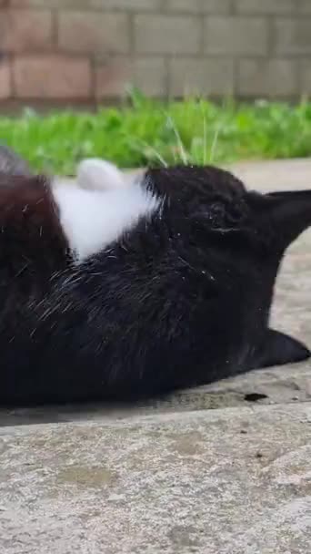 可爱的波斯猫咪正在英国卢顿的家花园栖息 — 图库视频影像