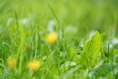 İngiltere 'nin kırsalındaki Güzel Çiçek ve Bitki' nin muhteşem yakın görüntüsü
