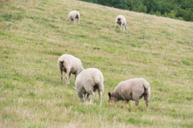 İngiltere 'nin Upper Sundon Park Luton kentindeki İngiliz Kuzuları ve Koyun Çiftlikleri' nin Güzel Düşük Açı Manzarası. Görüntü 15 Ağustos 2023 'te Kırsal İngiltere' de gün batımında çekildi.