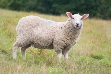 İngiltere 'nin Upper Sundon Park Luton kentindeki İngiliz Kuzuları ve Koyun Çiftlikleri' nin Güzel Düşük Açı Manzarası. Görüntü 15 Ağustos 2023 'te Kırsal İngiltere' de gün batımında çekildi.