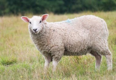 İngiltere 'nin Upper Sundon Park Luton kentindeki İngiliz Kuzuları ve Koyun Çiftlikleri' nin Güzel Düşük Açı Manzarası. Görüntü 15 Ağustos 2023 'te Kırsal İngiltere' de gün batımında çekildi.