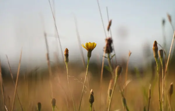 Великолепный Вид Цветы Посадки Окраине Англии — стоковое фото