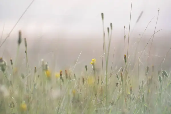 Великолепный Вид Цветы Посадки Окраине Англии — стоковое фото