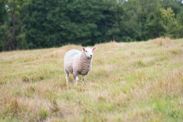 Piękny Niski Kąt Widzenia British Lamb Sheep Farms Upper Sundon — Zdjęcie stockowe