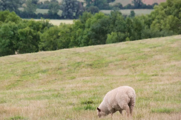 Beautiful Low Angle View British Lamb Sheep Farms Upper Sundon — Stock Fotó