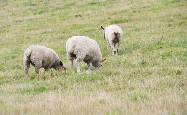 Prachtige Low Angle View British Lamb Sheep Farms Upper Sundon — Stockfoto
