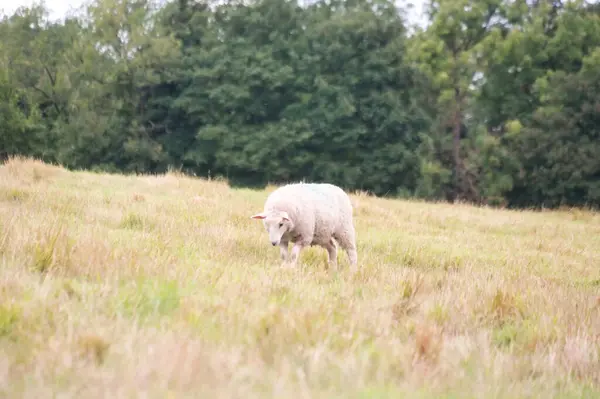 Schöne Low Angle Ansicht Der Britischen Lamm Und Schaffarmen Upper — Stockfoto