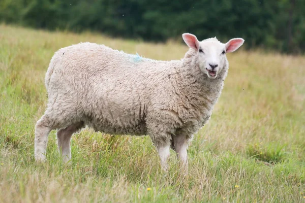 Prachtige Low Angle View British Lamb Sheep Farms Upper Sundon — Stockfoto