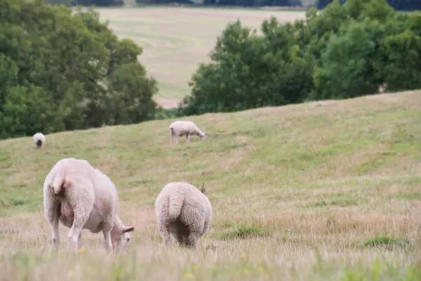 Прекрасний Вид Британські Ферми Баранини Овець Верхньому Парку Суондон Лутон — стокове фото