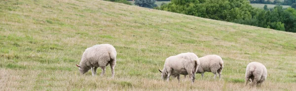 英国上太阳敦公园卢顿的英国小羊和绵羊农场美丽的低角度视图 图为2023年8月15日日落时分在英国郊区拍摄的照片 — 图库照片