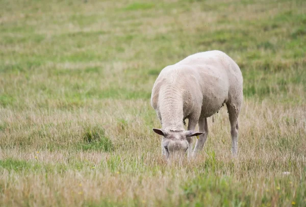 Beautiful Low Angle View British Lamb Sheep Farms Upper Sundon — Fotografia de Stock
