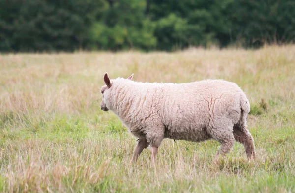 Beautiful Low Angle View British Lamb Sheep Farms Upper Sundon — Stockfoto