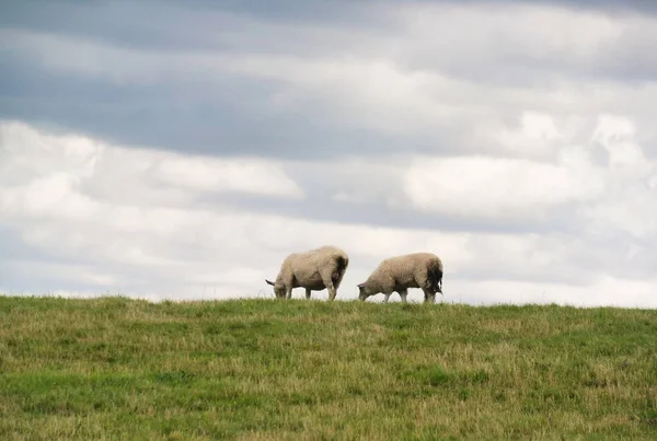 Belle Vue Angle Bas Des Fermes Britanniques Agneaux Moutons Upper — Photo