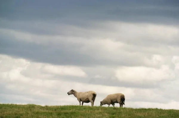 Beautiful Low Angle View British Lamb Sheep Farms Upper Sundon — Stock Fotó