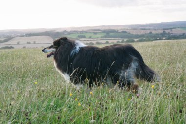 Gece Yürüyüşü 'nde Uzun Saçlı Siyah-Beyaz Köpek