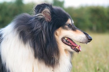 Gece Yürüyüşü 'nde Uzun Saçlı Siyah-Beyaz Köpek