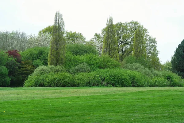 Beautiful Trees at a British Landscape