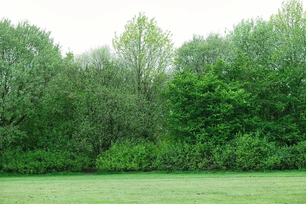 Prachtige Bomen Een Brits Landschap — Stockfoto
