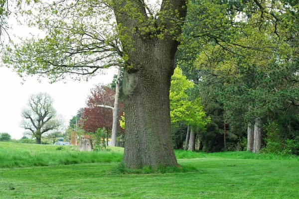 Beautiful Trees British Landscape — Stock Photo, Image