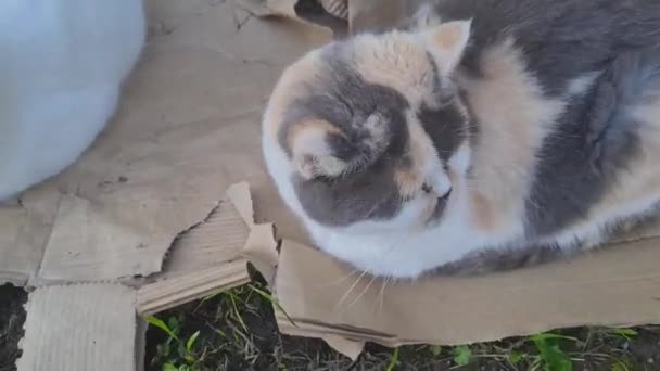 Симпатична Кішка Позування Домашньому Саду Лутоні Англія — стокове відео