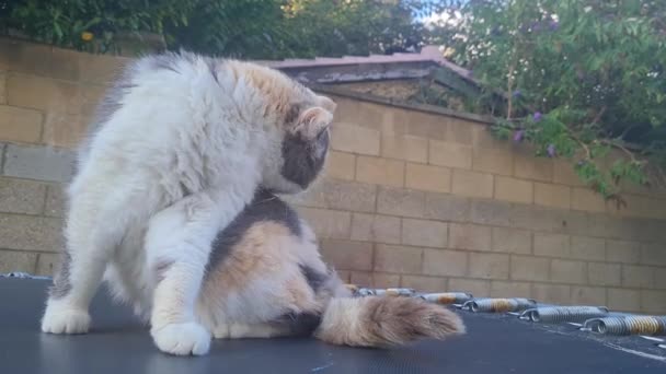 Söt Katt Posing Home Garden Luton England — Stockvideo