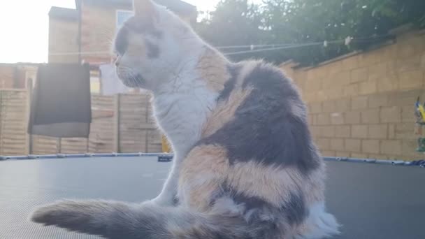 Cute Cat Posing Home Garden Luton England — Stock Video