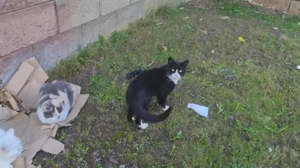Kucing Lucu Posing Home Garden Luton Inggris — Stok Video