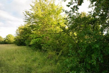 İngiltere 'nin en güzel İngiliz kır manzarası Sharpenhoe Alkışçılar Vadisi Luton, İngiltere' de. Görüntü 24 Haziran 2023 'te çekildi.