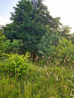 İngiltere 'nin en güzel İngiliz kır manzarası Sharpenhoe Alkışçılar Vadisi Luton, İngiltere' de. Görüntü 24 Haziran 2023 'te çekildi.
