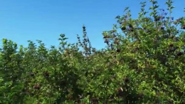 Luton City 'deki ağaçların yüksek açılı görüntüsü. Video İHA Kamerası tarafından kaydedildi 