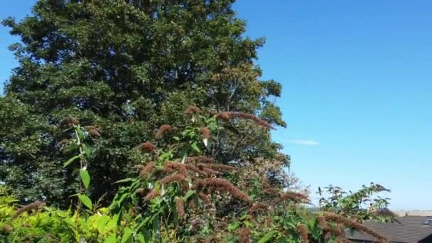 Вид Високі Кути Дерев Лутон Сіті Англія Відео Було Захоплено — стокове відео