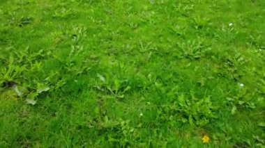 Green Grass Home Garden 'da