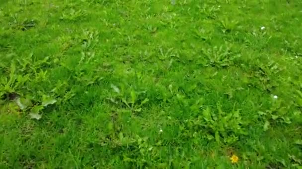 Green Grass Home Garden — Stok video