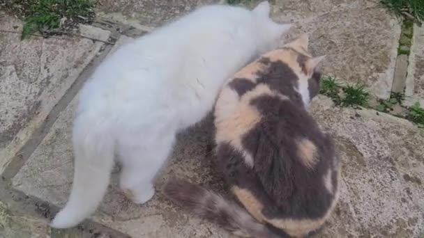 귀여운 고양이는 루턴의 가든에서 먹고있다 — 비디오