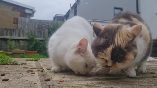 可爱的家猫在英国卢顿的家花园里吃东西 — 图库视频影像