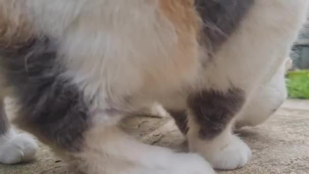 Мила Домашня Кішка Їсть Домашньому Саду Лутоні Англія — стокове відео