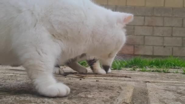 可爱的家猫在英国卢顿的家花园里吃东西 — 图库视频影像