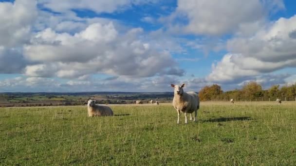 High Angle View British Sheep Farm Gorgeous Landscape Sharpenhoe Clappers — kuvapankkivideo