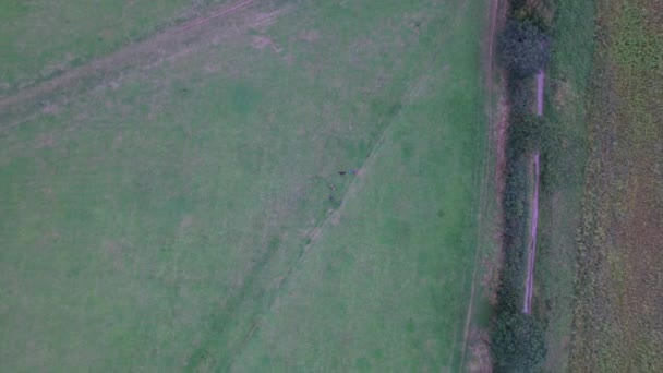 Aerial View People Evening Walk Pet Dog Countryside Cornwall Beach — Stock Video