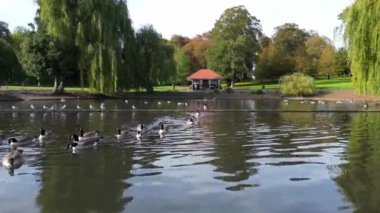 Luton Town, İngiltere 'deki Wardown Gölü Halk Parkı' nda Su Kuşları. Görüntüler Drone 'un Kamerası ile 9 Ekim 2023' te Güzel Sıcak ve Güneşli bir günde çekildi.