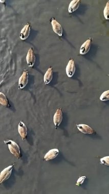 Luton Town, İngiltere 'deki Wardown Gölü Halk Parkı' nda Su Kuşları. Görüntüler Drone 'un Kamerası ile 9 Ekim 2023' te Güzel Sıcak ve Güneşli bir günde çekildi.