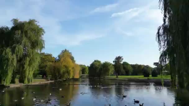 Water Birds Lake Wardown Public Park Luton Town Αγγλία Ηνωμένο — Αρχείο Βίντεο