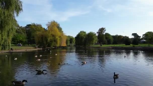 Water Birds Een Lake Wardown Public Park Van Luton Town — Stockvideo