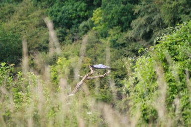 İngiltere 'nin en güzel İngiliz kır manzarası Sharpenhoe Alkışçılar Vadisi Luton, İngiltere' de. Görüntü 24 Haziran 2023 'te çekildi.